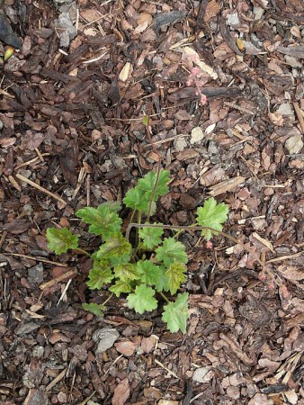 Dlužicha (Heuchera)