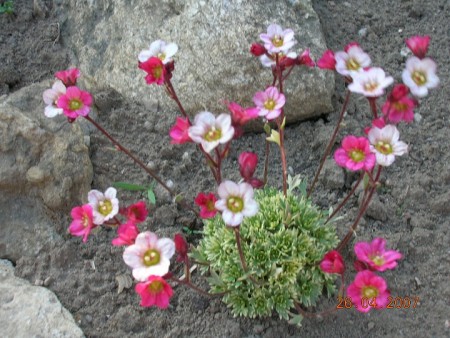 Lomikámen (Saxifraga)