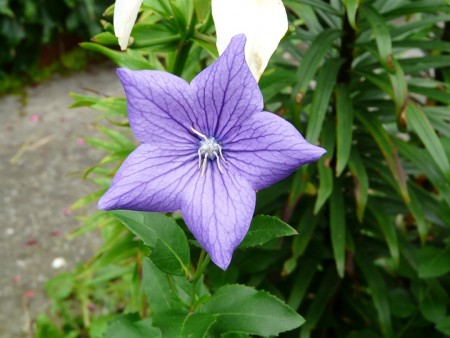 Platykodon velkokvětý, Boubelík  (Platycodon grandiflorum)