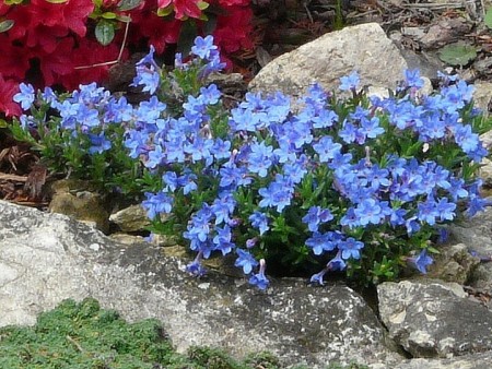 Kamejka (Lithodora diffusum)